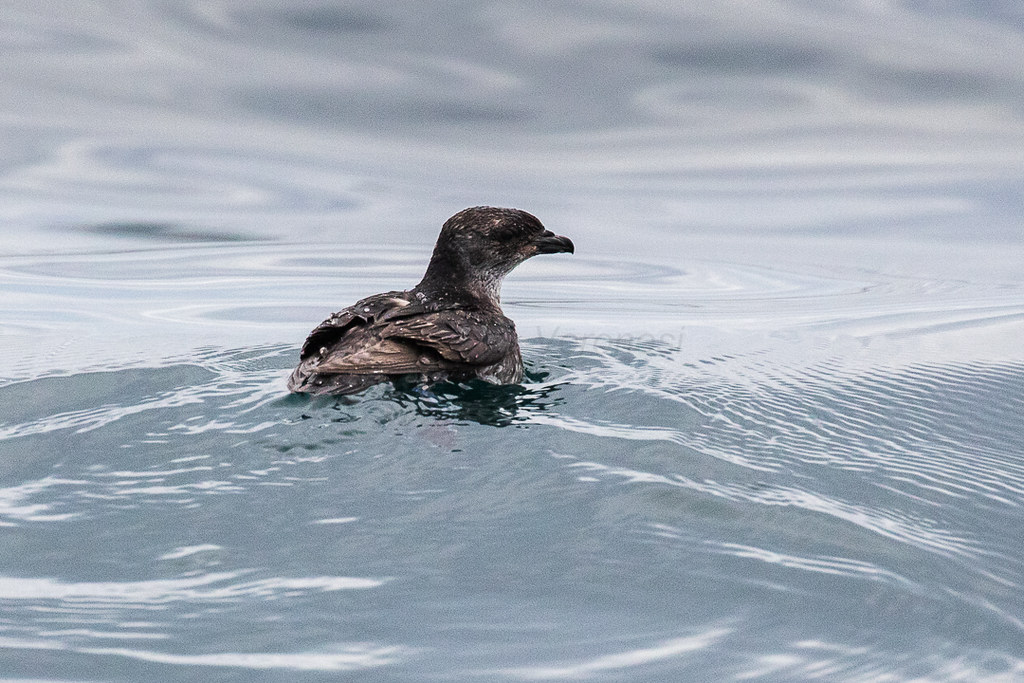 A Common Diving Petrel floats on the water's surface.