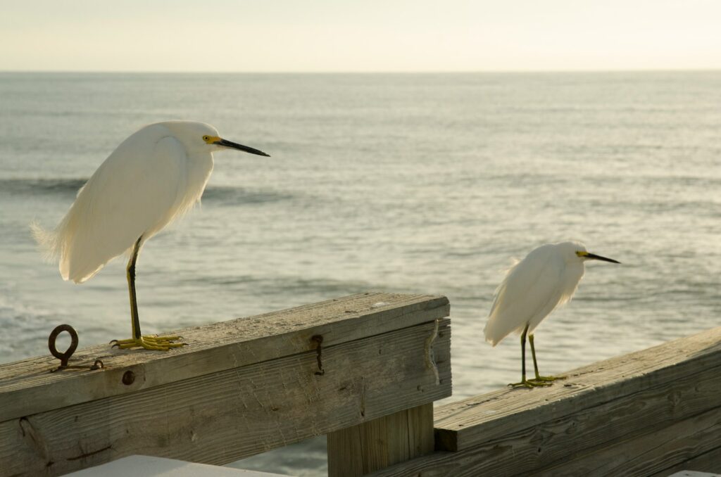 Two snowy egrets with white plumage and black beaks stand on a weathered wooden structure.