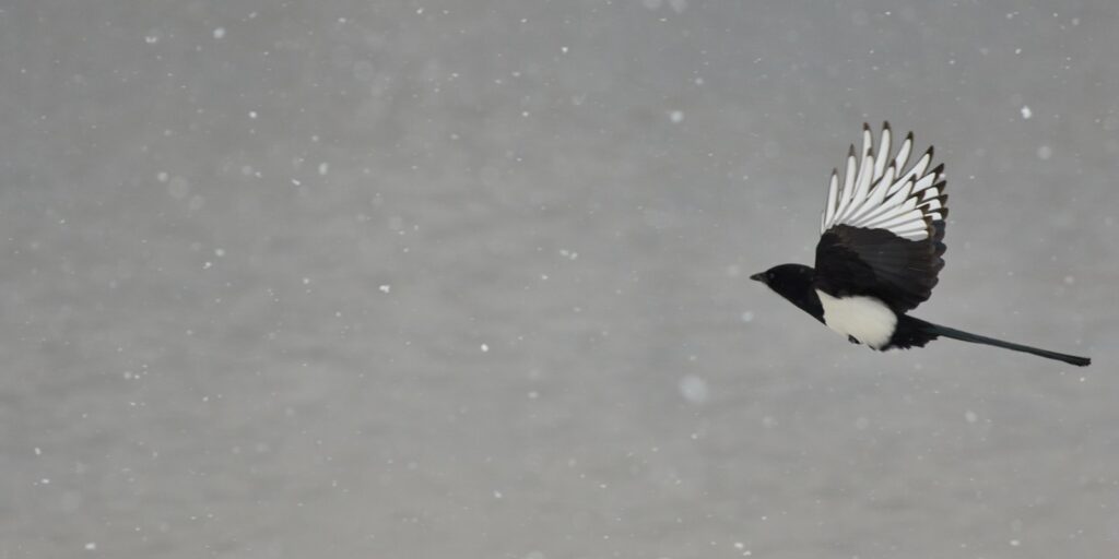 A magpie with black and white plumage flies through falling snow.