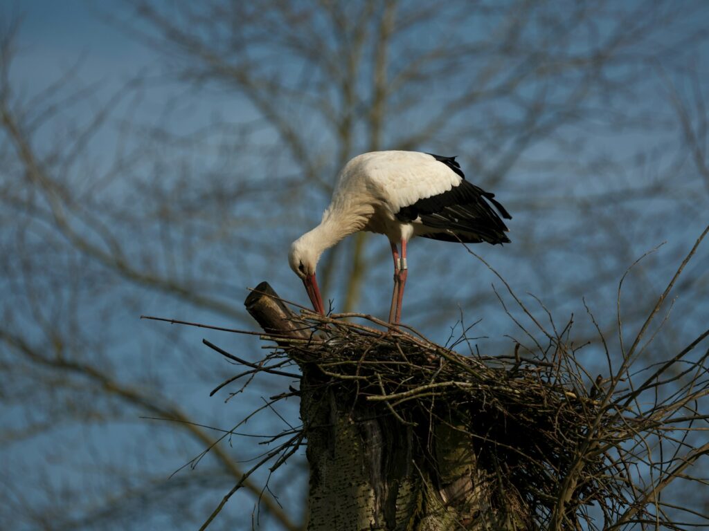 A White stork tends to its nest built on top of a tree trunk against a blurred background.