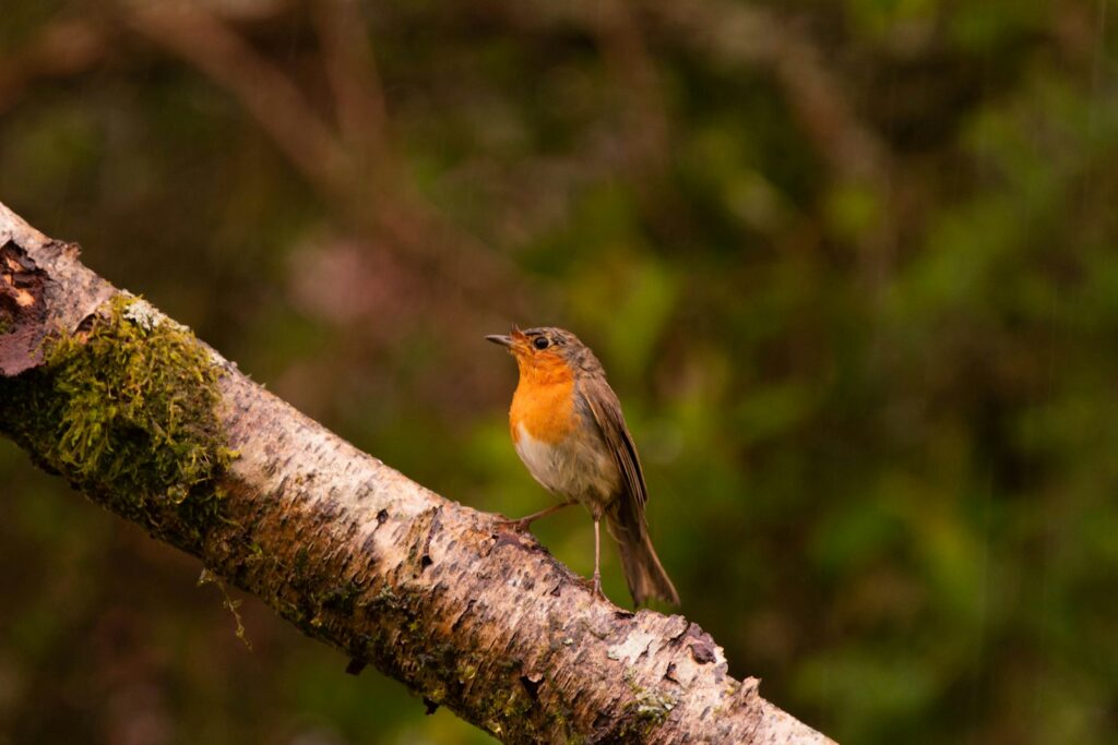 A European robin with a bright orange throat perches on a mossy branch.
