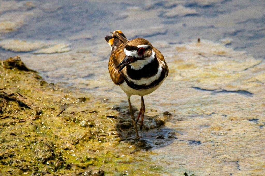 A killdeer wades through shallow water with a rocky shoreline.