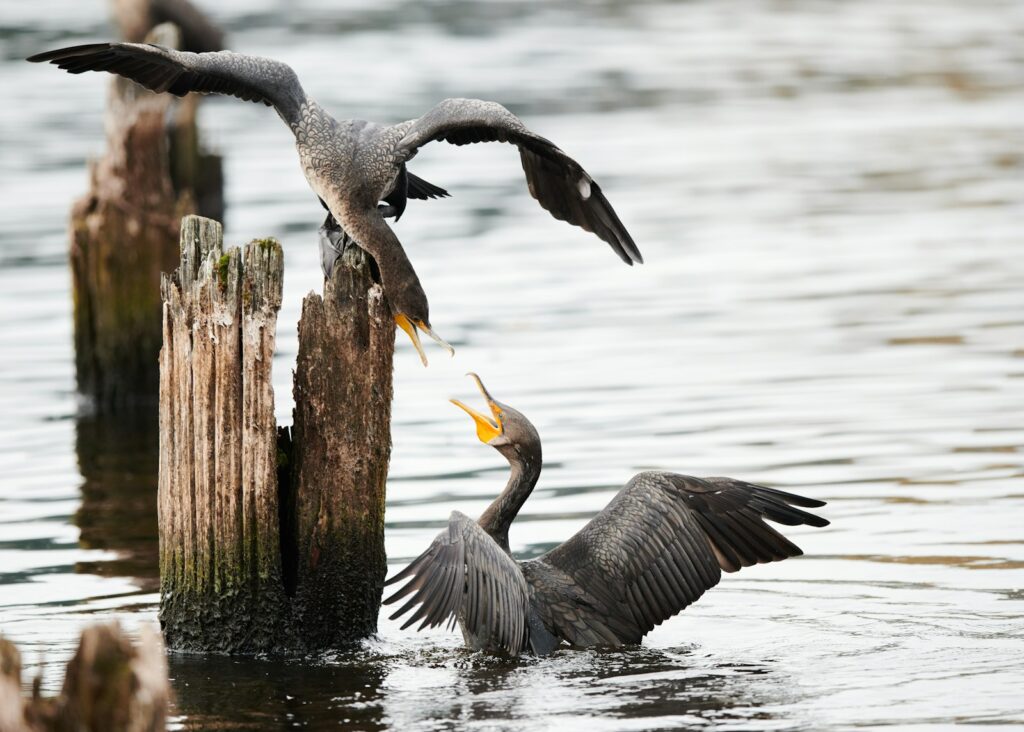 Two Great Cormorants interact near weathered posts in the water.