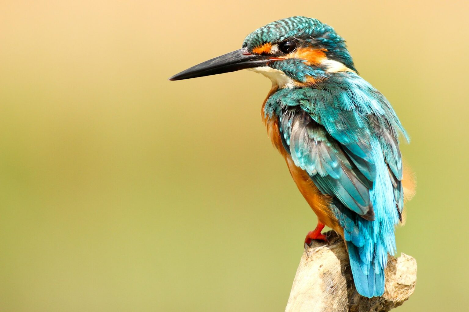 Image showcasing The Bird With Feathers That Glow Under UV Light - bird-life.com