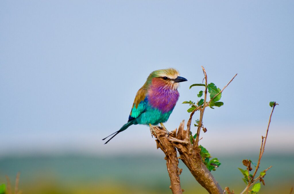 A Lilac-breasted roller with vibrant, multicolored plumage perches on a branch.
