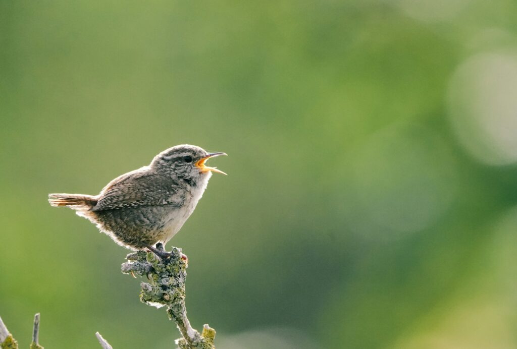 A House Wren with speckled brown plumage sings with its beak wide open on a small perch.