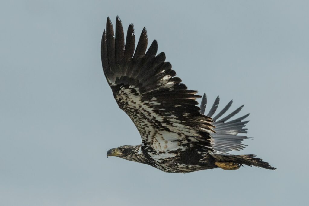 A juvenile Bald Eagle soars in flight.