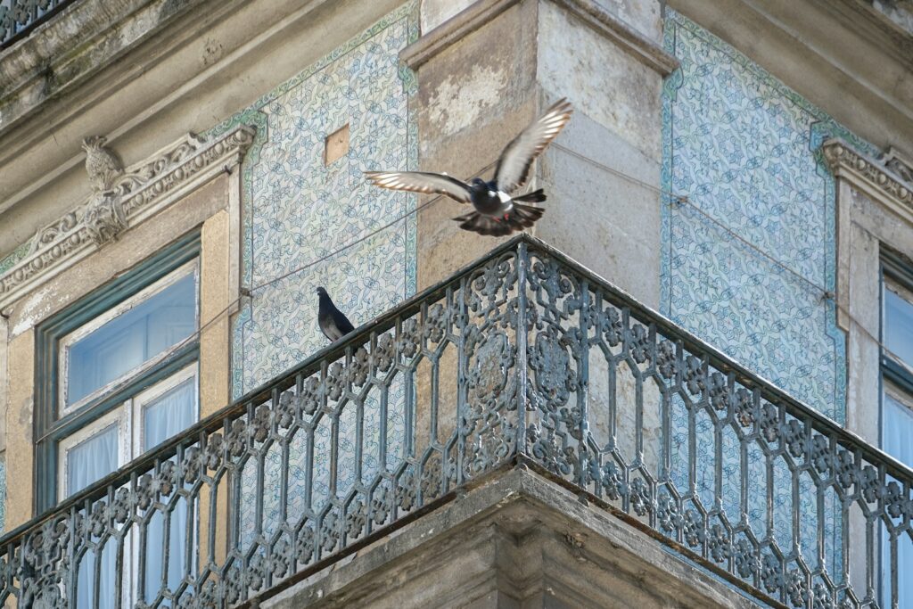 Two Rock Pigeons are on a building's ornate balcony, one in flight.