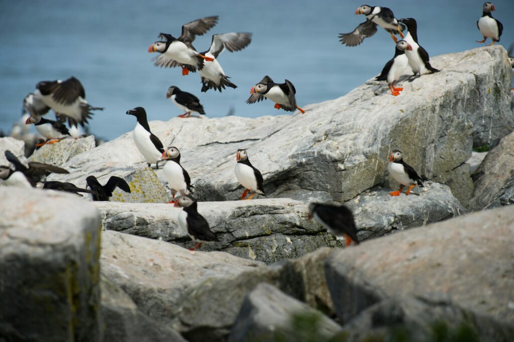 Atlantic Puffins with colorful beaks gather on rocky terrain, some in flight against a light sky.