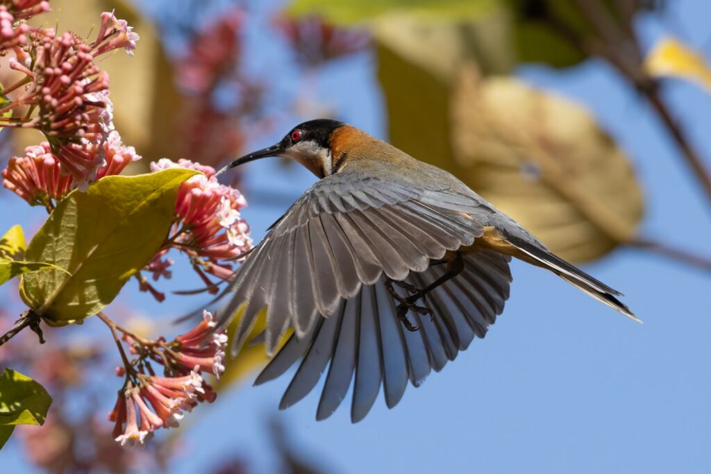 An Eastern Spinebill feeds on nectar from pink flowers.