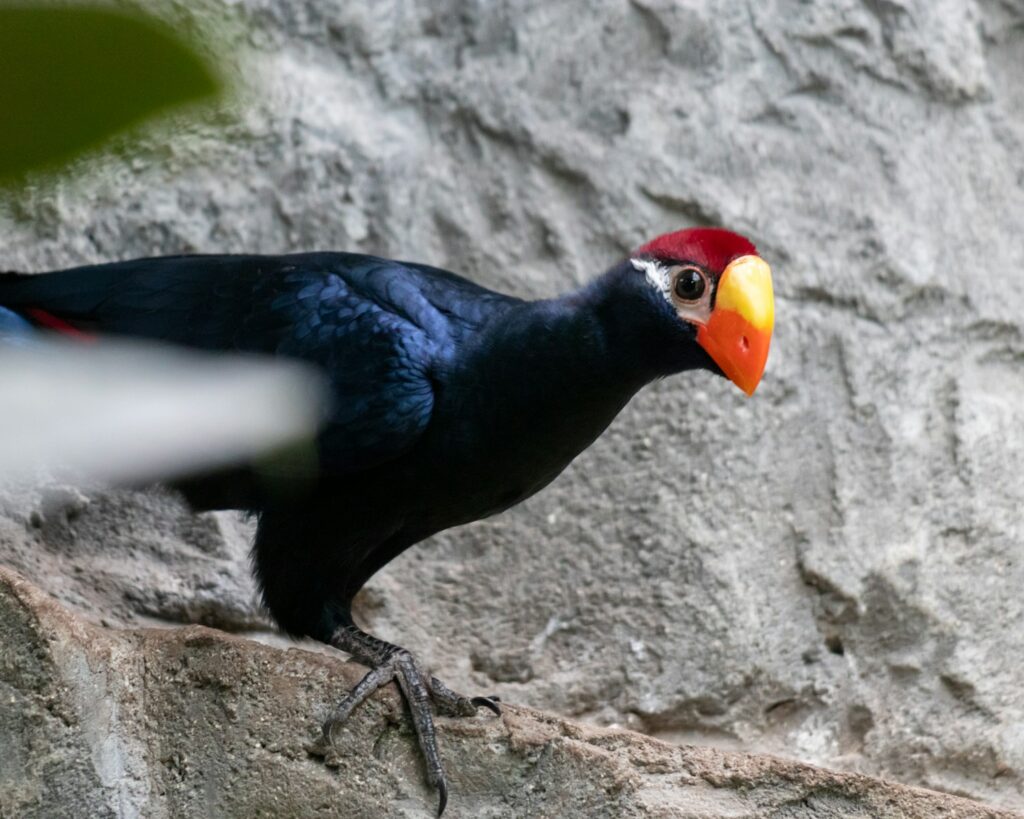 A Violet Turaco with vibrant plumage.