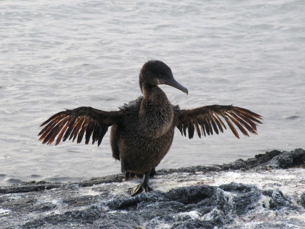 A Flightless Cormorant with dark plumage and outstretched wings stands on rocky terrain.