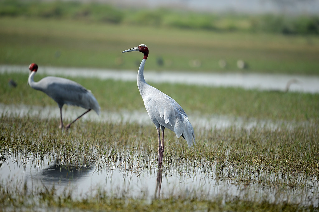 Two sarus cranes with grey bodies and red heads stand in a marshy area.