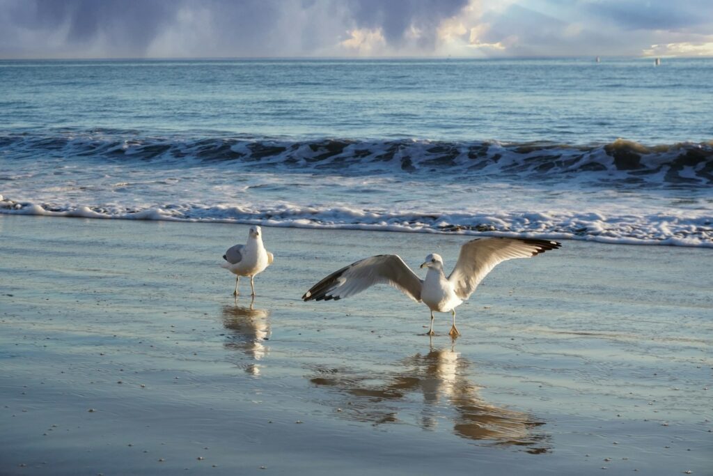 Two ring-billed gulls stand on the wet sand of a beach with gentle waves.