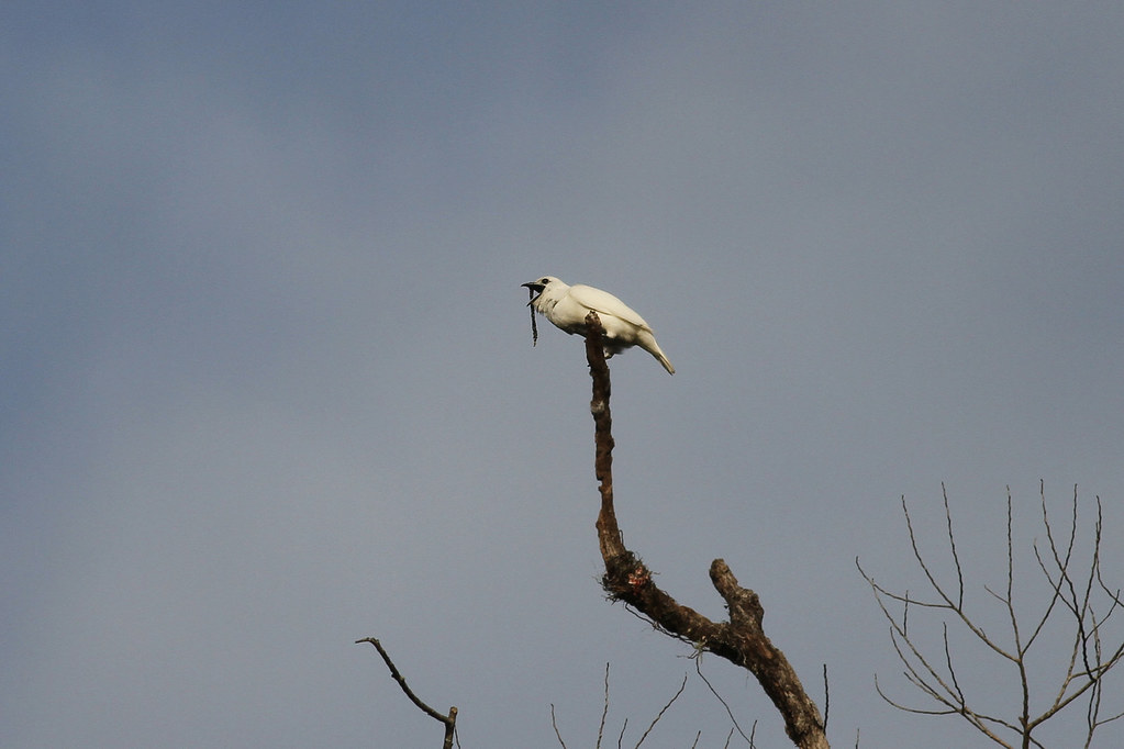 A White-winged Bellbird perches atop a bare tree.