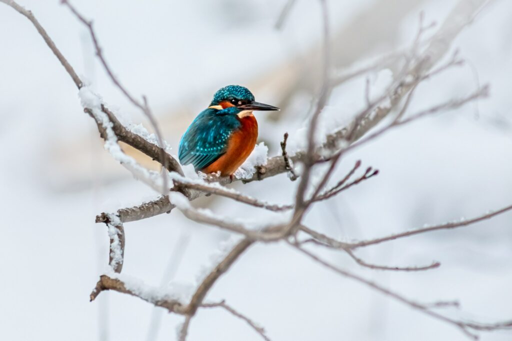 A common kingfisher with vibrant blue and orange plumage sits on a snowy branch.