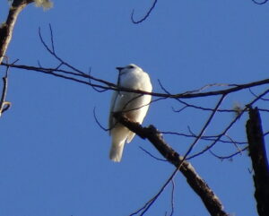 A White Bellbird perches on bare branches against a blue sky.