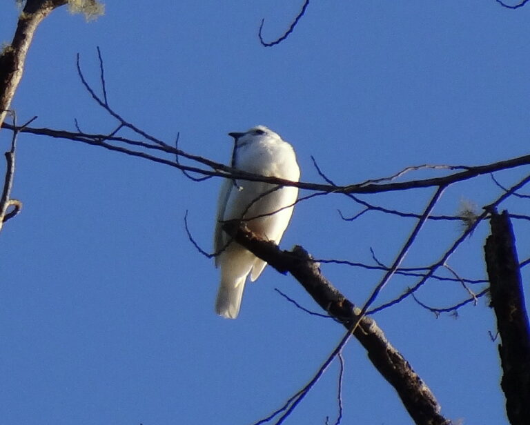 A White Bellbird perches on bare branches against a blue sky.