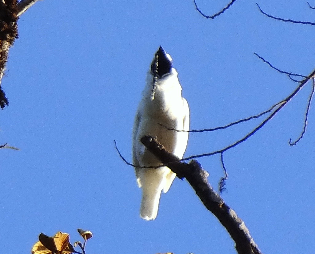A Bare-throated Bellbird perches on a branch against a blue sky.