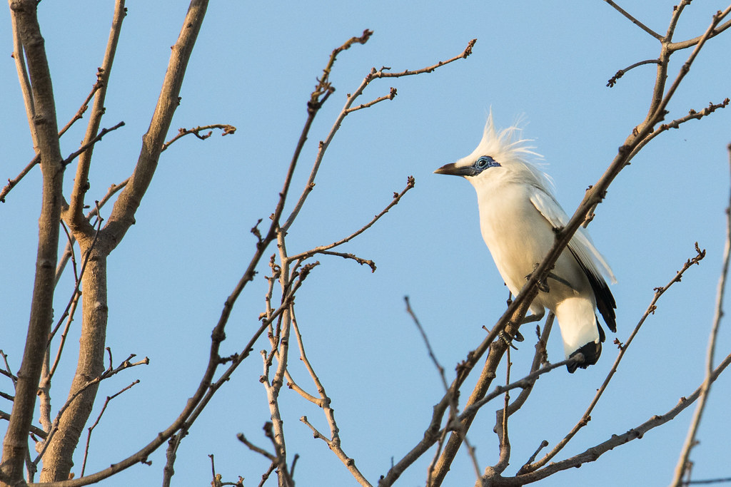 A Bali myna with white plumage and blue eye skin perches on bare branches against a light blue sky.