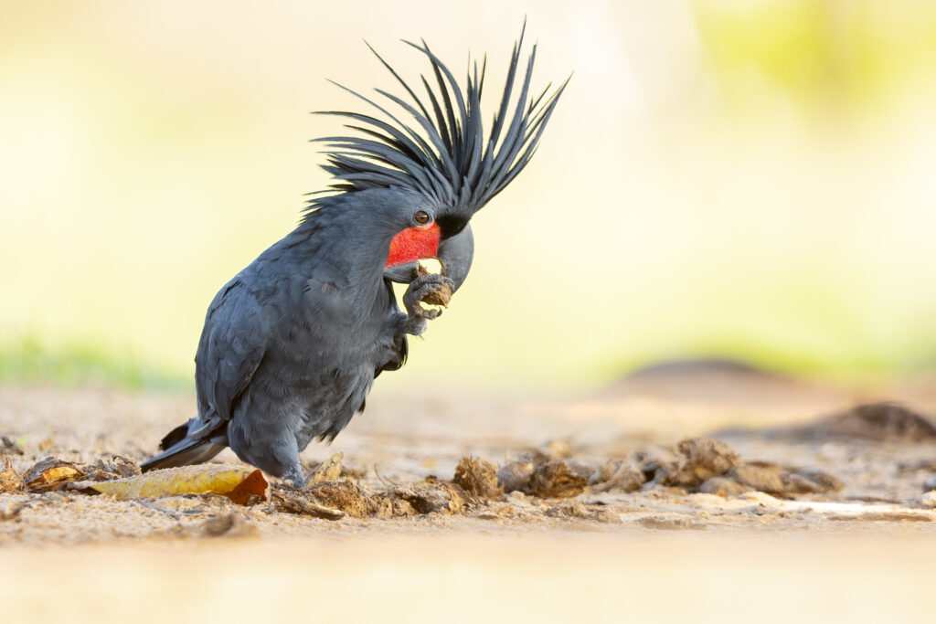 A palm cockatoo with a prominent crest and red cheek patch eats something in its claw.