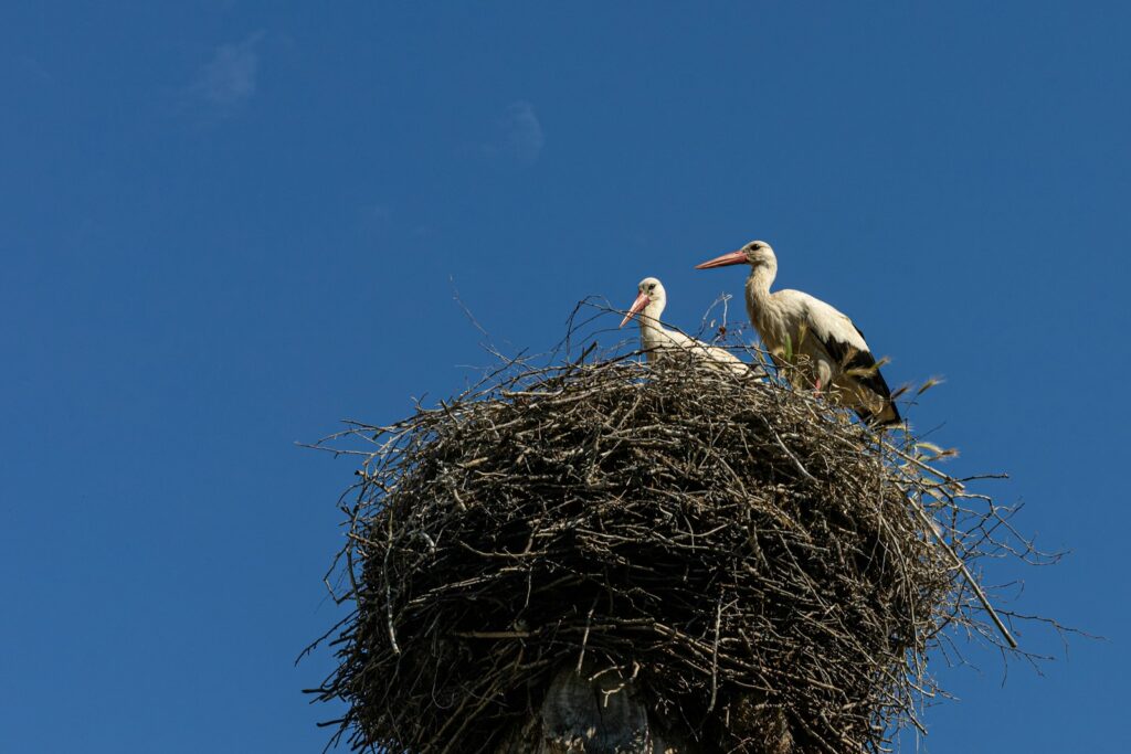 Two white storks in a large nest against a blue sky.