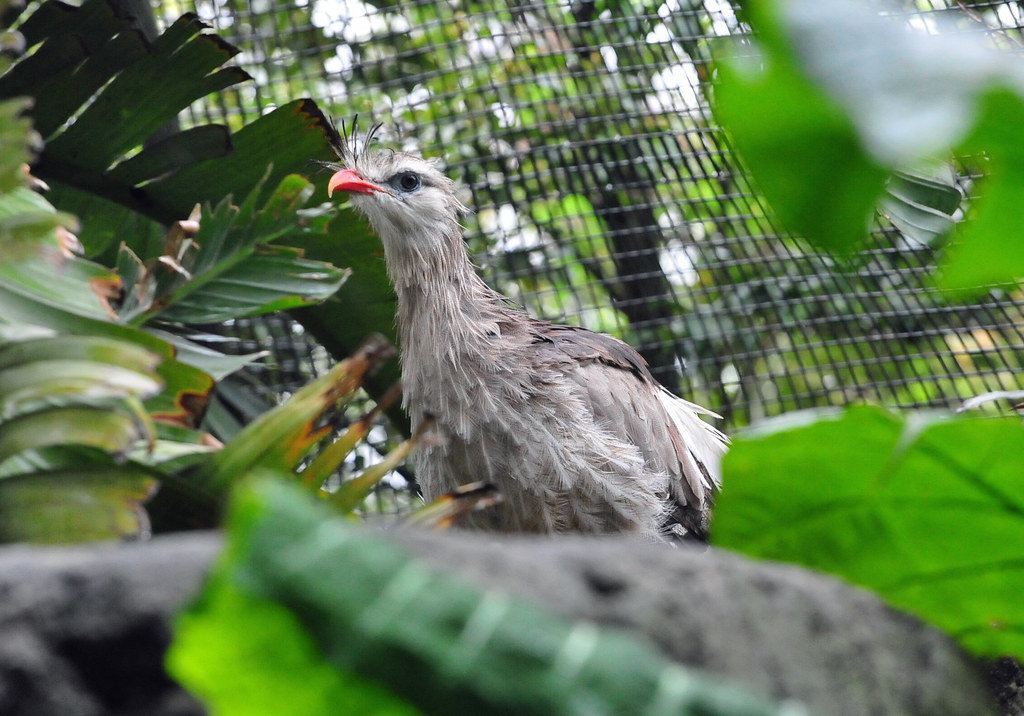 A red-legged seriema with long gray legs and a vibrant red beak looks upward.