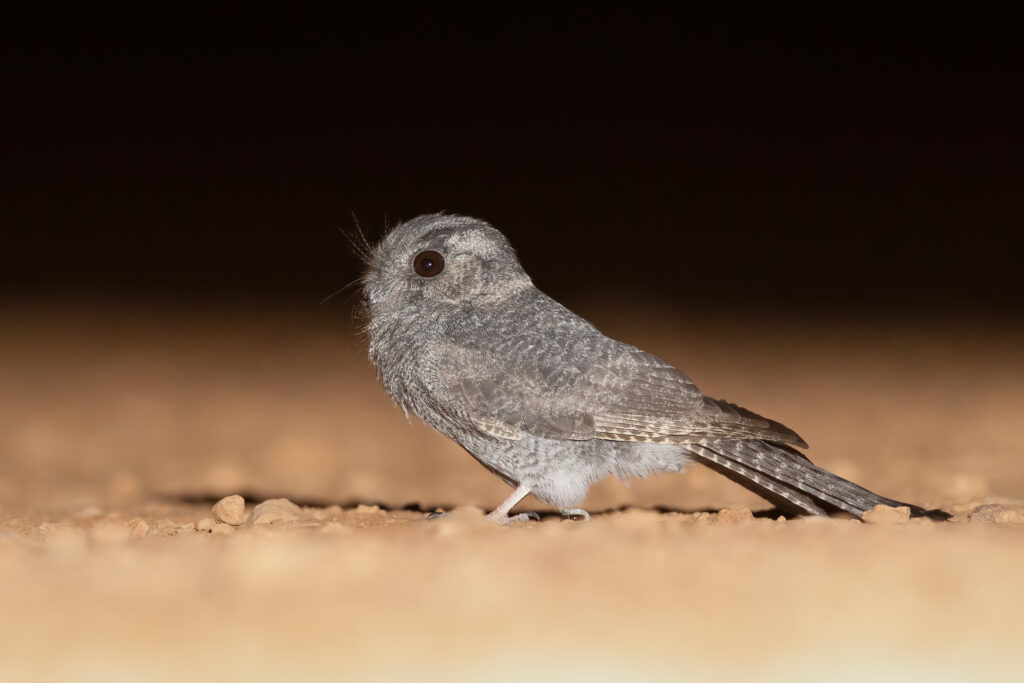 An Australian Owlet-nightjar with mottled gray plumage stands on the ground.