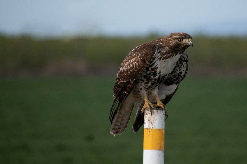 A common buzzard with brown and white speckled plumage perches on a yellow and white post.