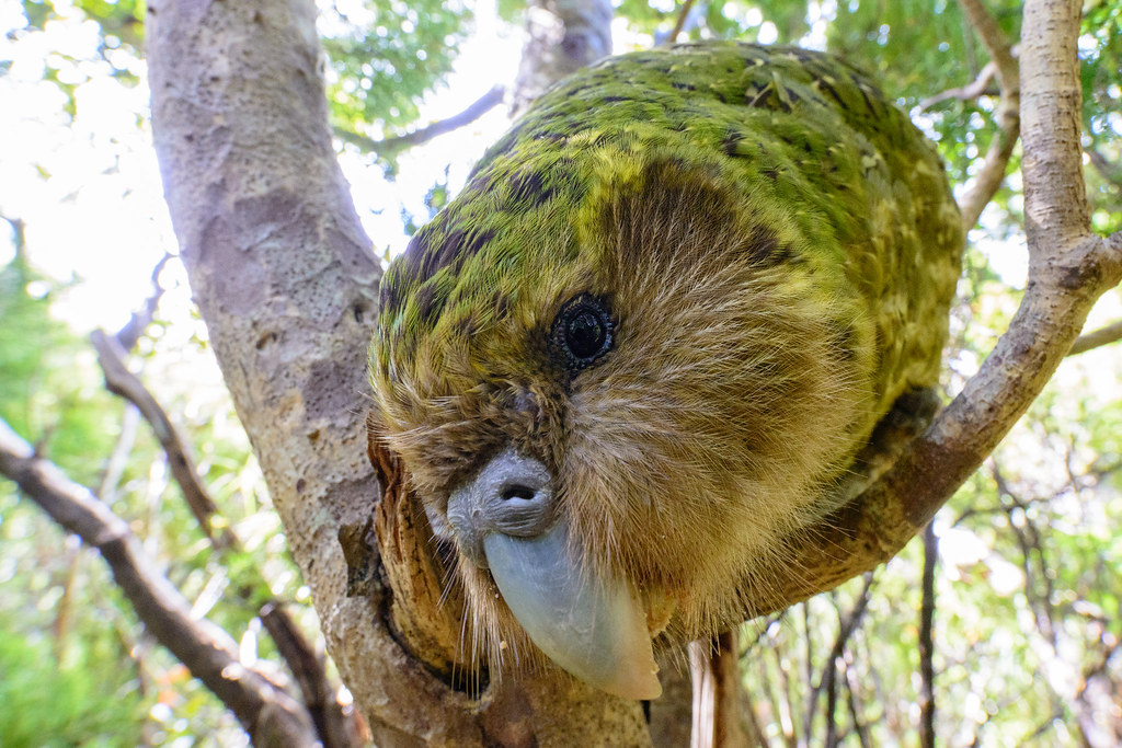 A kākāpō with green and yellow-brown feathers perches on a branch in a tree.