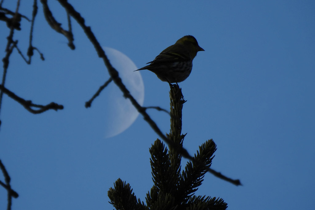 A small, dark silhouette of a Eurasian siskin perches atop a coniferous branch against a twilight sky with a faint moon.