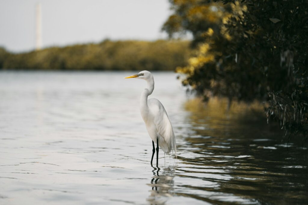 A great egret stands gracefully in shallow water, its white plumage contrasting with the darker water.