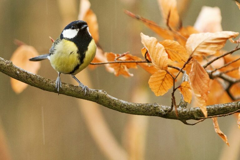 A great tit with yellow underparts and a black and white head perches on a branch.