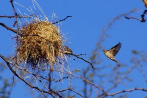 A Cut-throat finch perches near its woven nest while another flies nearby against a clear sky.