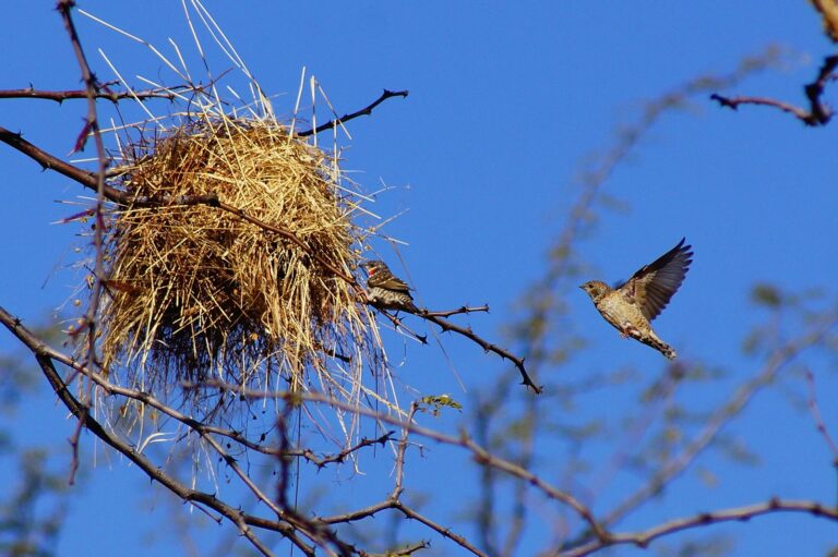 A Cut-throat finch perches near its woven nest while another flies nearby against a clear sky.