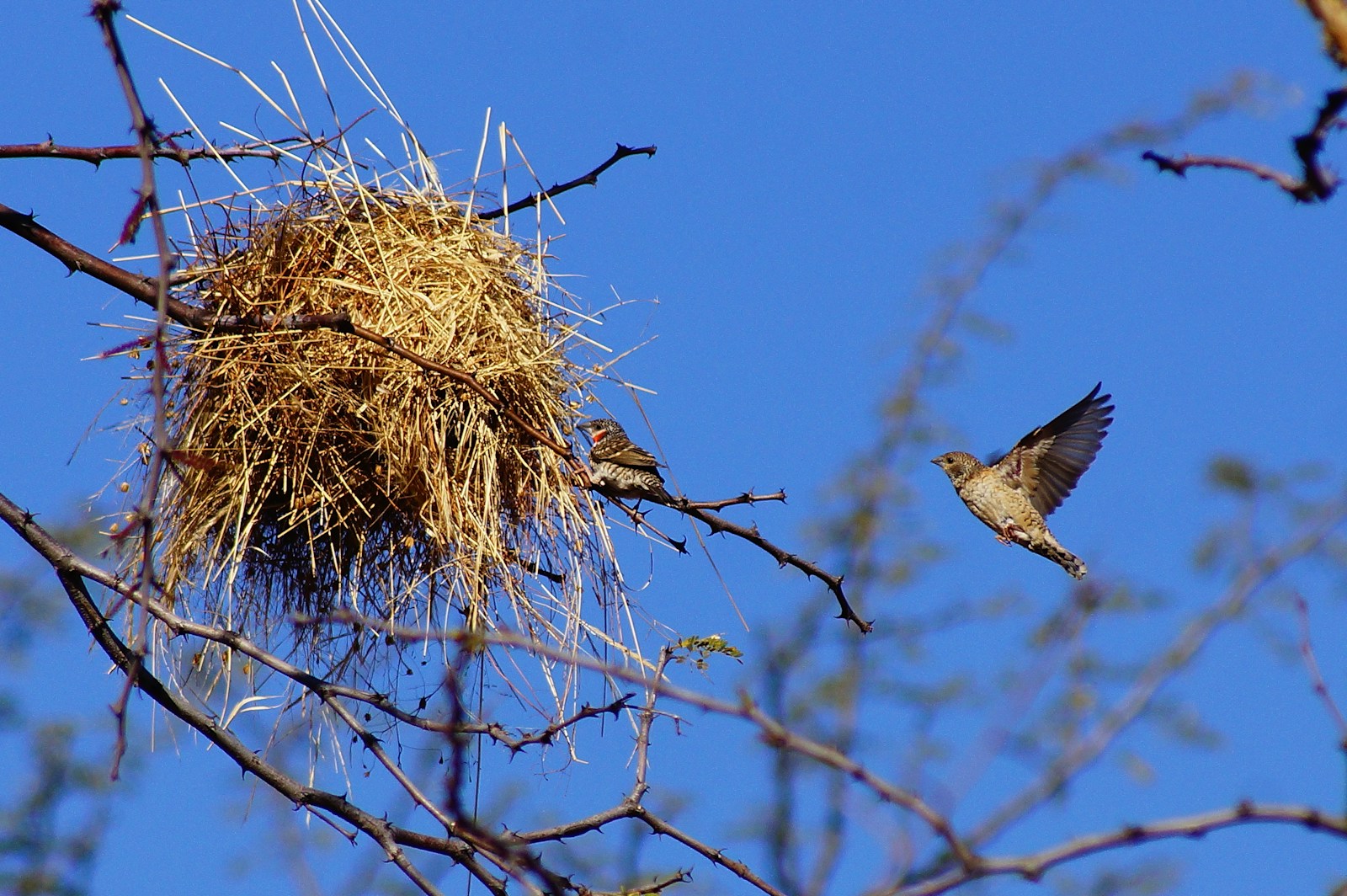 A Cut-throat finch perches near its woven nest while another flies nearby against a clear sky.