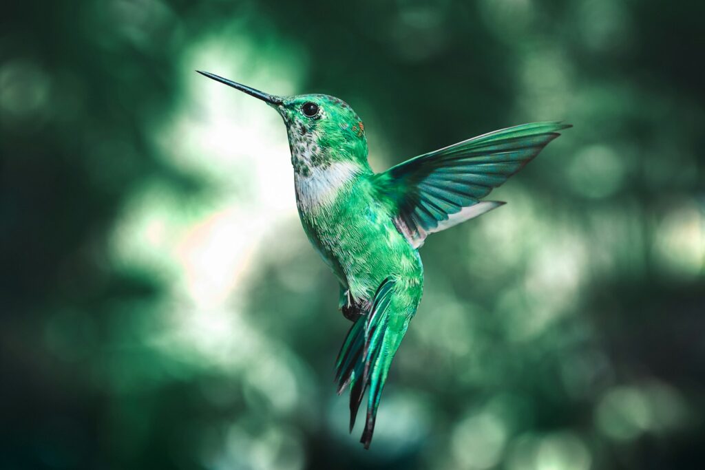 Emerald-chinned hummingbird in mid-flight.