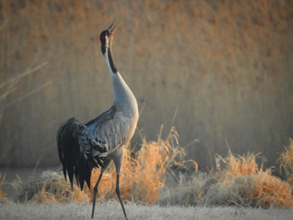 A Demoiselle Crane with grey and black plumage and a red face patch calls out in a field.