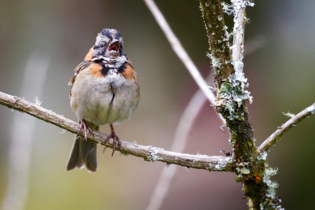 A rufous-collared sparrow with a patterned head and rufous collar sings on a lichen-covered branch.