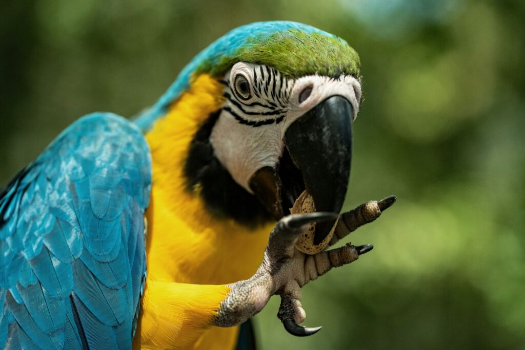 A blue-and-yellow macaw holds food in its claw.