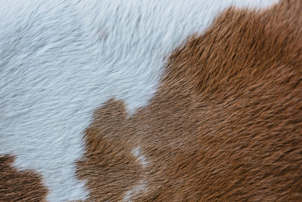 A close up of a brown and white cow's fur.