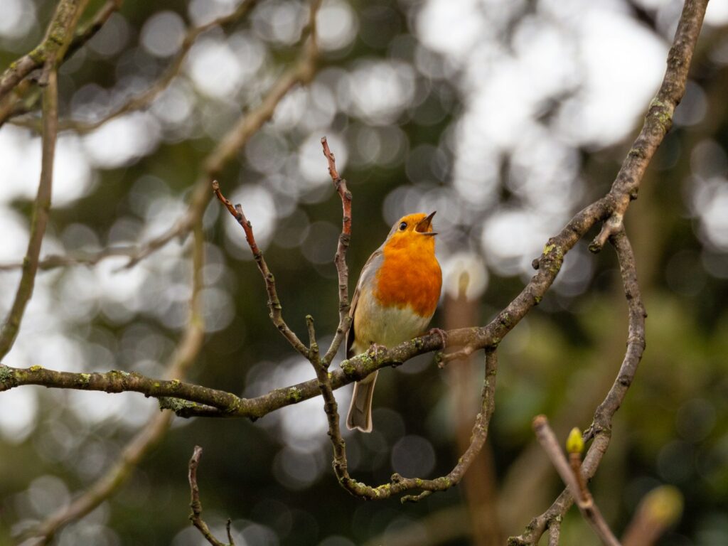 A European Robin sings from a tree branch.