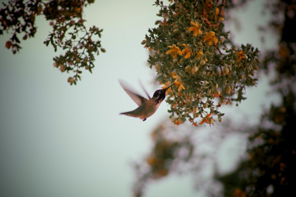 A tiny Calliope hummingbird, with its magenta streaked throat, feeds from small yellow flowers.