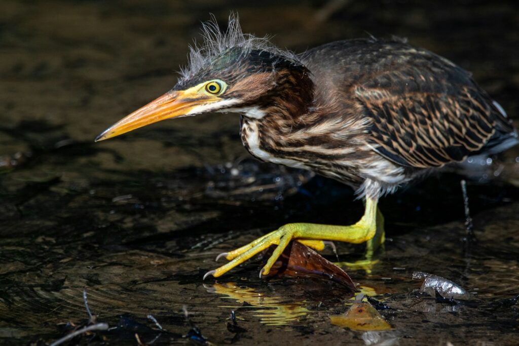 A green heron with striking yellow eyes and legs stands in shallow water.