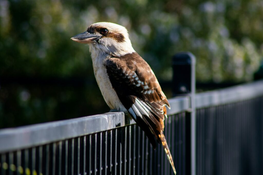A laughing kookaburra with a pale head and brown wings perches on a black metal fence.