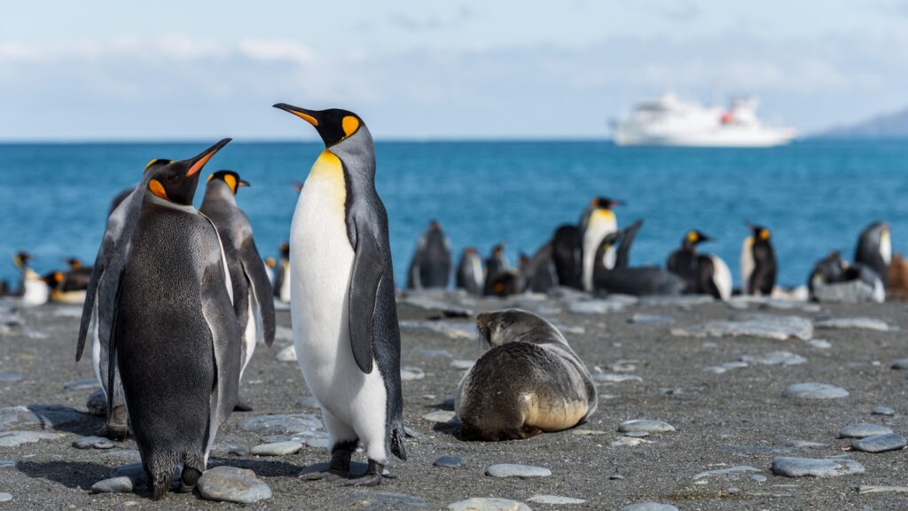 Several King Penguins with black, white, and yellow plumage stand on a rocky shore near a seal.