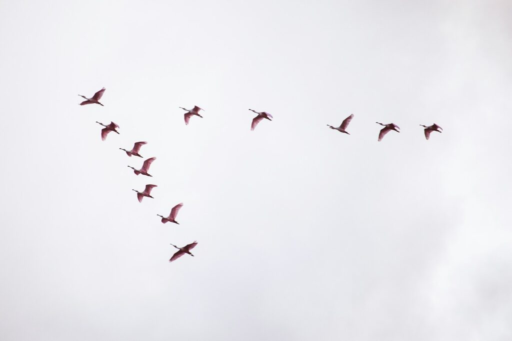 A formation of Roseate Spoonbills flies across a bright, overcast sky.