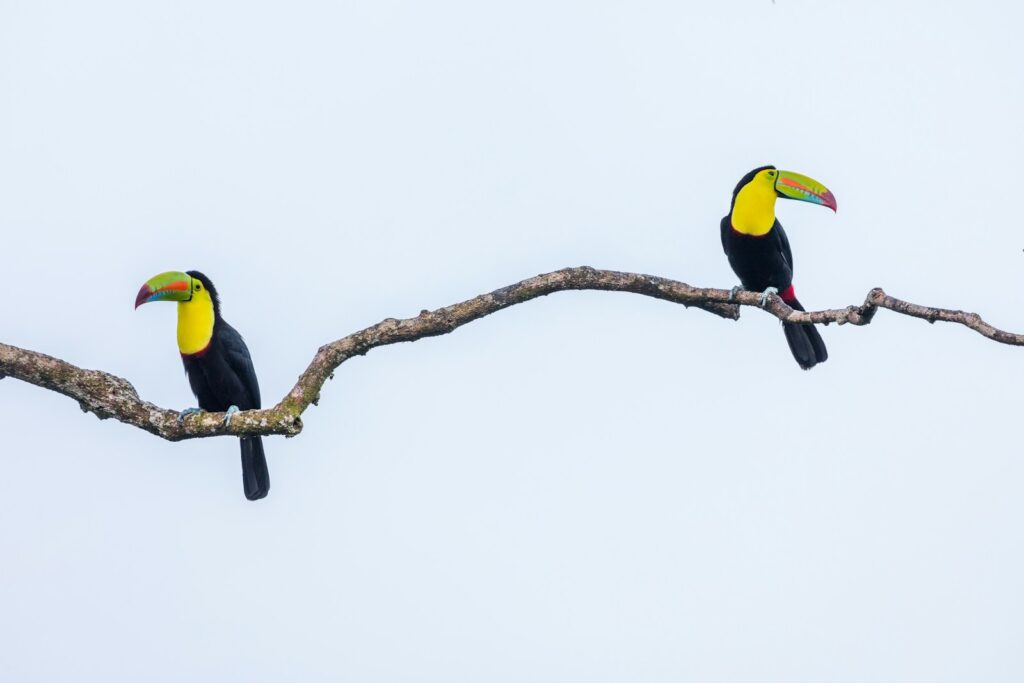 Two Keel-billed toucans with vibrant beaks perch on a bare, textured branch.