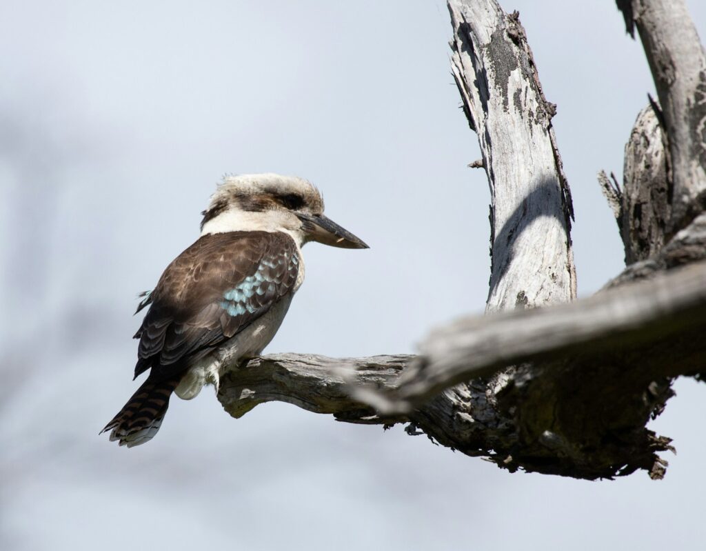 A laughing kookaburra with brown, white, and blue feathers sits on a weathered branch.
