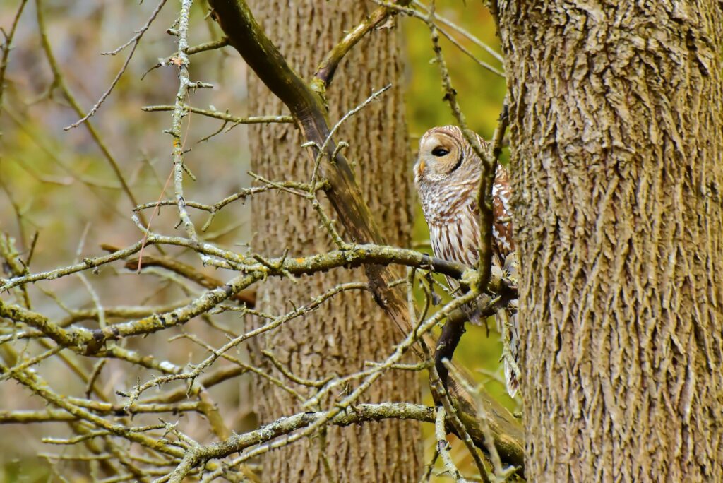An owl is perched on a tree branch.